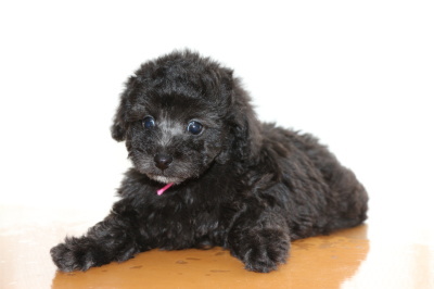 トイプードルシルバー(グレー)の子犬メス、生後7週間画像