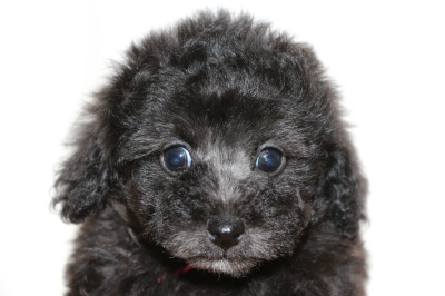 トイプードルシルバー(グレー)の子犬メス、生後7週間画像