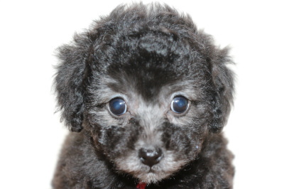 トイプードルシルバー(グレー)の子犬メス、生後7週間画像
