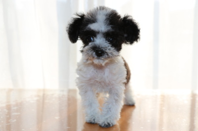ティーカッププードル白黒パーティーの子犬メス、生後3ヶ月画像