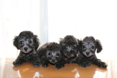 トイプードルシルバー(グレー)の子犬オス1頭メス3頭、生後2ヶ月画像