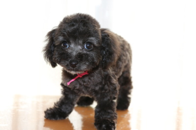 トイプードルシルバー(グレー)の子犬メス、生後2ヶ月画像