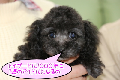 トイプードルシルバー(グレー)の子犬メス、生後2ヶ月画像