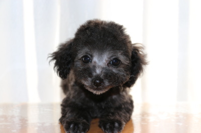 ティーカッププードルシルバーの子犬メス、生後2ヶ月画像