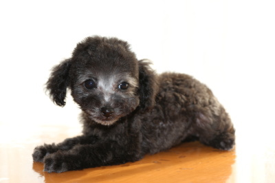 ティーカッププードルシルバーの子犬メス、生後2ヶ月画像