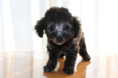 ティーカッププードルシルバーの子犬メス、生後2ヶ月画像
