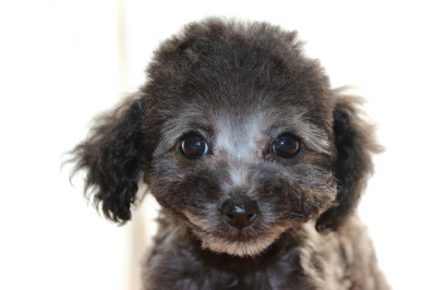 ティーカッププードルシルバーの子犬メス、生後2ヶ月画像