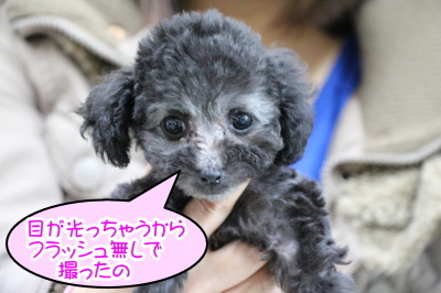ティーカッププードルシルバーの子犬メス、生後2ヶ月画像