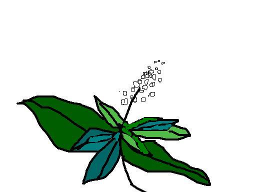 夏白花