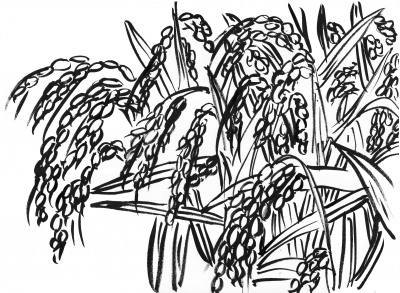 79稲穂1.jpg