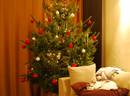 クリスマスツリーとラピス