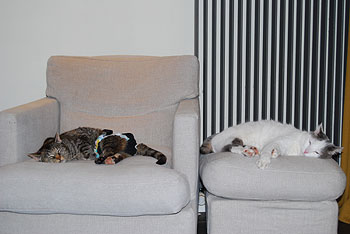 猫は猫同士のあ・うんの呼吸が