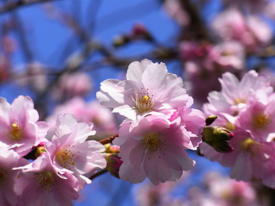 桜桃