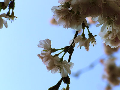 桜桃3
