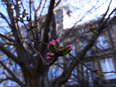 桜桃4