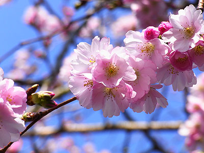 桃桜