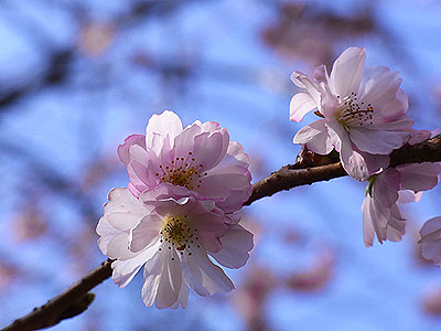 桃桜2