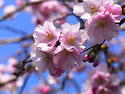 桃花4