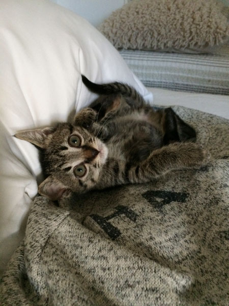 子猫の堂島くん1