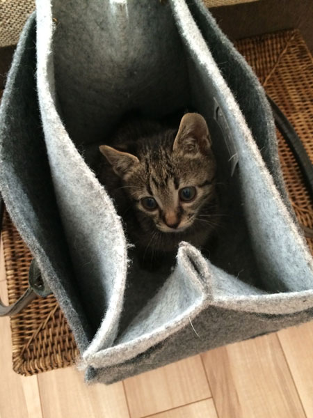 子猫の堂島くん4