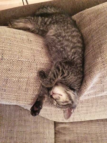 子猫の堂島くん5