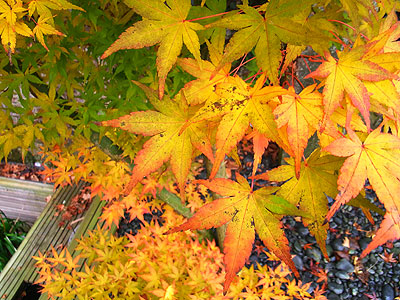 2011年紅葉3