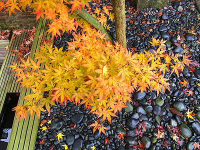 2011年紅葉4