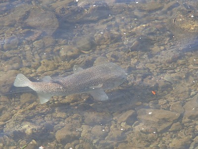 s-PC227115.jpg