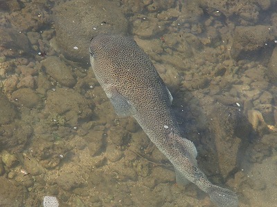 s-PC227117.jpg