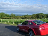 mustang
