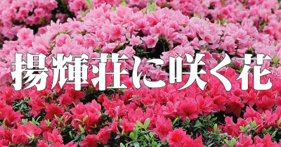 揚輝荘に咲く花