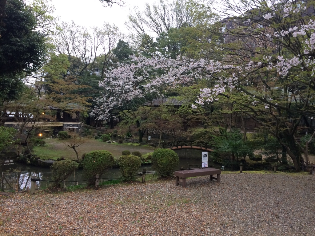北園桜の春