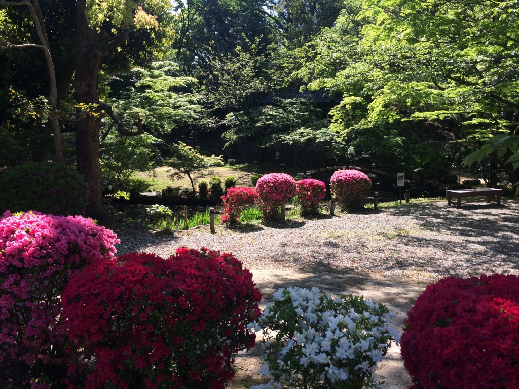 北園ツツジと新緑