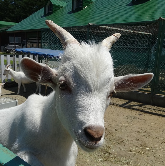 やぎ