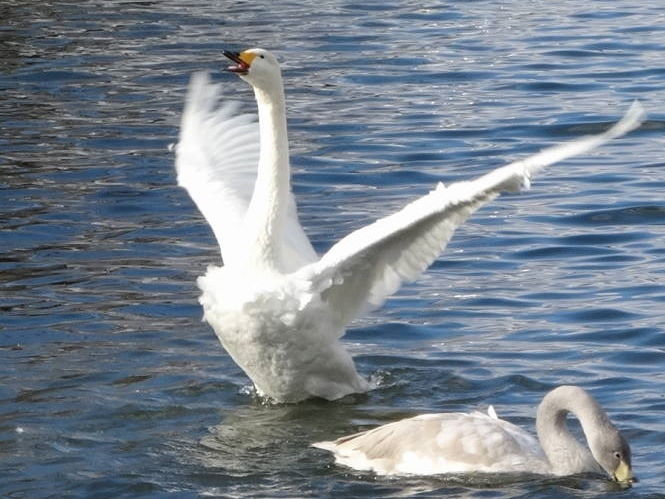 羽ばたく白鳥