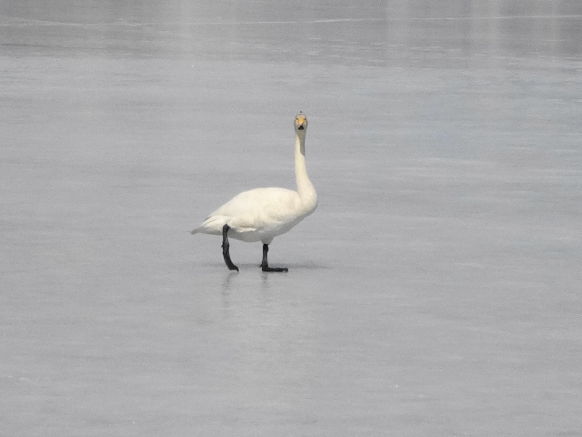 白鳥2018