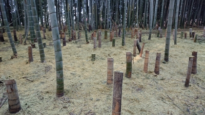 12/24竹山