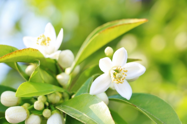 柑橘 開花期は灰色かび病と訪花害虫の防除を オススメ農薬は 山東農園