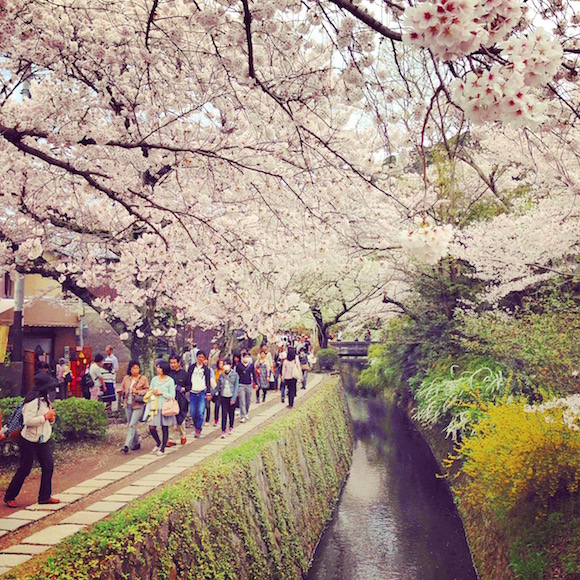 哲学の道 桜 anyan