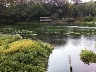 柿田川湧水