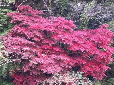修善寺紅葉