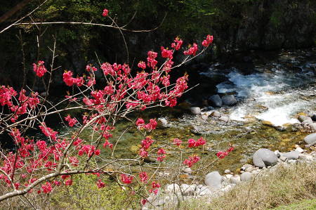 花桃