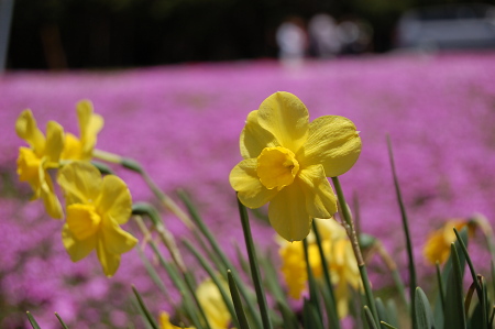 国田家の芝桜と水仙