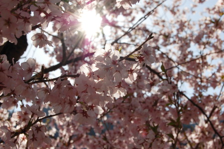 高山市街桜