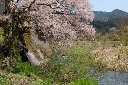 花びら散る河原