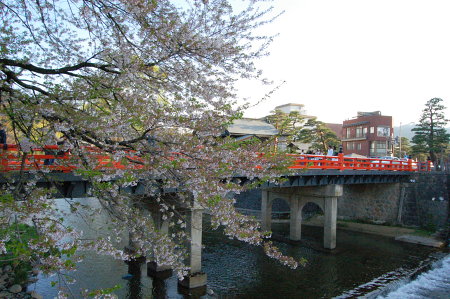 桜と中橋