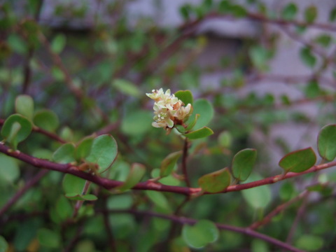 ワイヤープランツ花