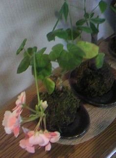 苔丸
