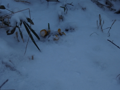 P2250574.JPG