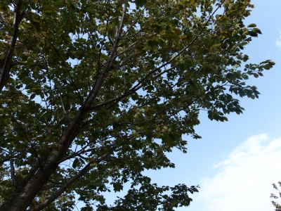 P5010659.JPG